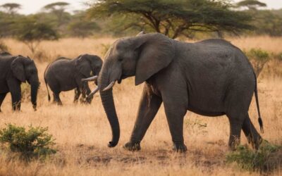 Vivez l’aventure ultime dans le safari parc Kruger